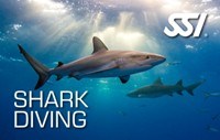 Курс обучения дайвингу Погружения с акулами